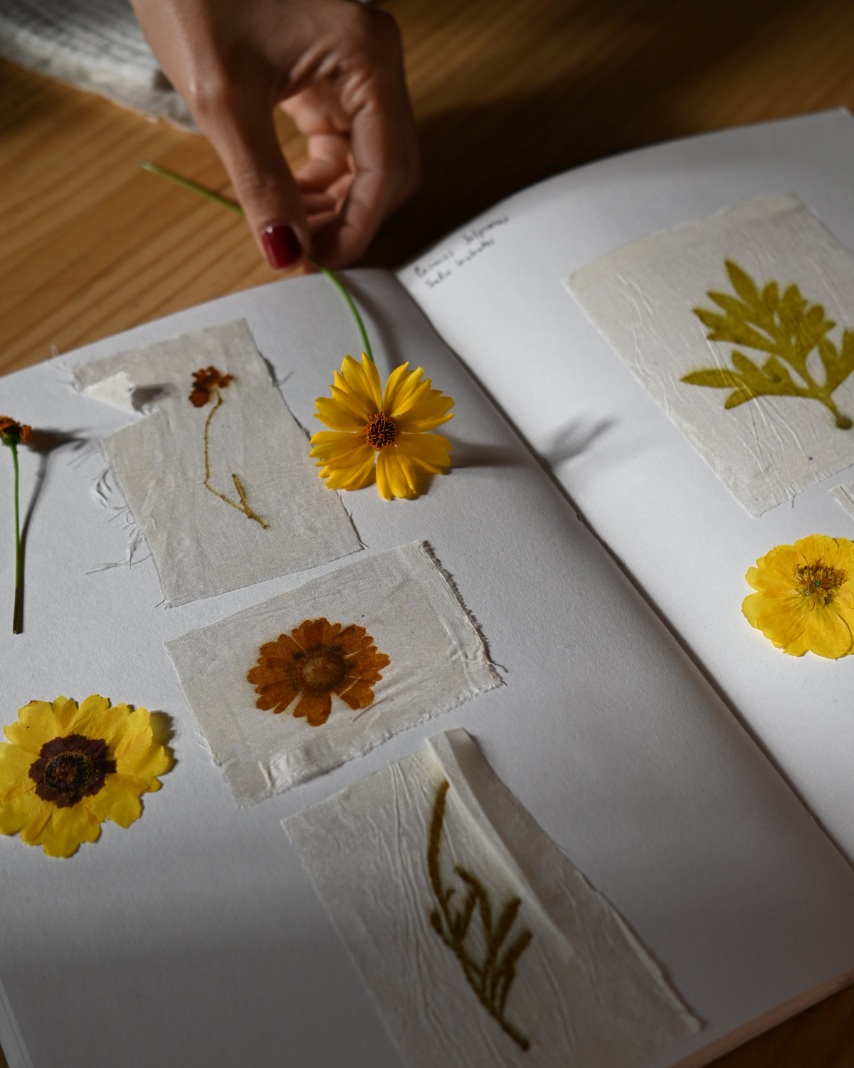 Estampación botánica en papel|Tardes, entre semana.