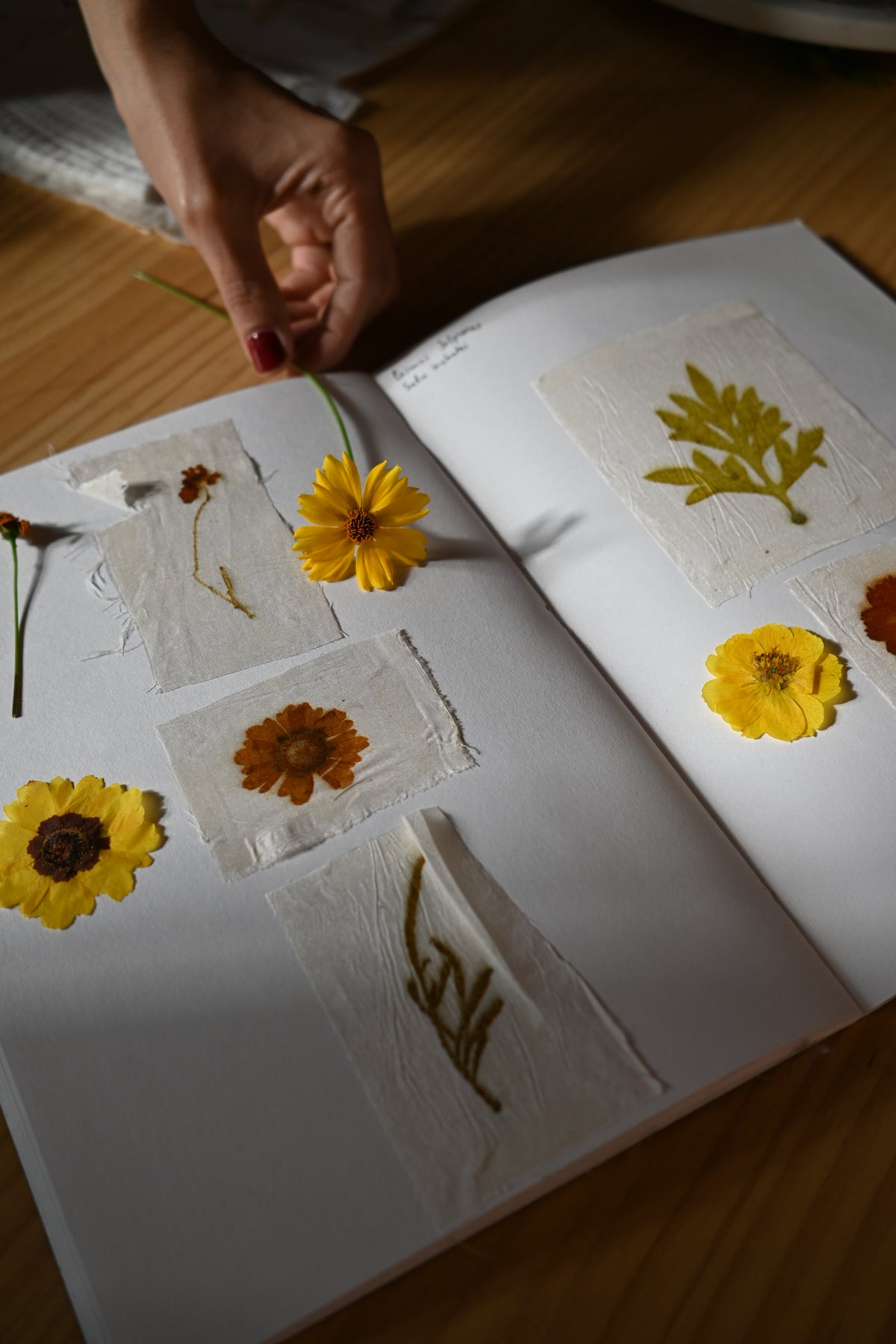 Laboratorio Botánico: Clases Regulares & Espacio de Creación